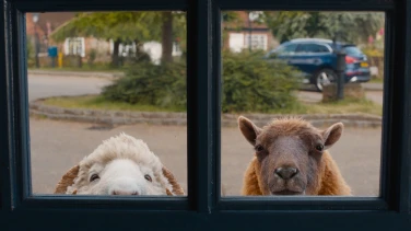 The Sheep Detectives film trailer button