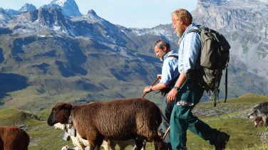 Alpsummer film trailer button