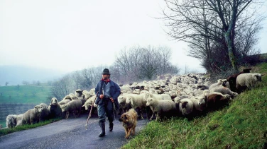 Hirtenreise ins dritte Jahrtausend film trailer button