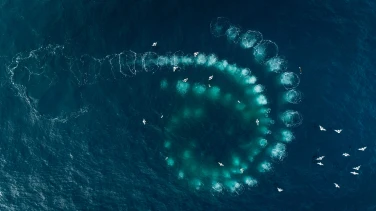 Whale Nation film trailer button