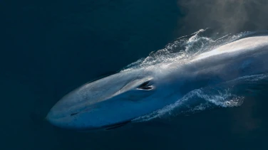 Whale Nation film trailer button