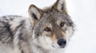 Unsere Wildnis film trailer button