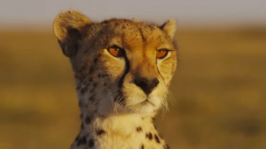 Maleika film trailer button