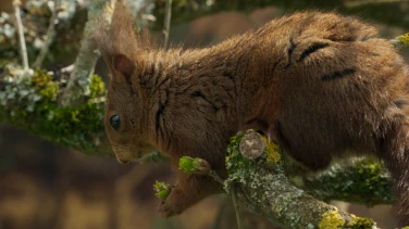 Die Eiche - mein Zuhause film trailer button