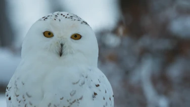 Ailos Reise film trailer button