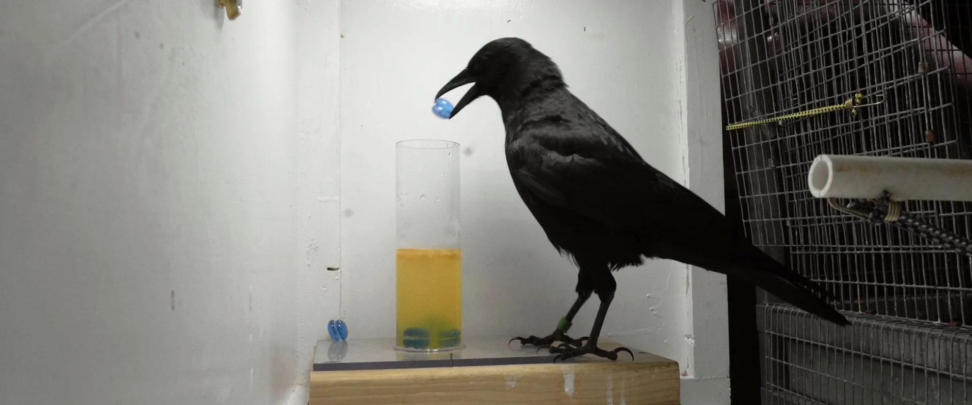 Krähen hero banner image placeholder