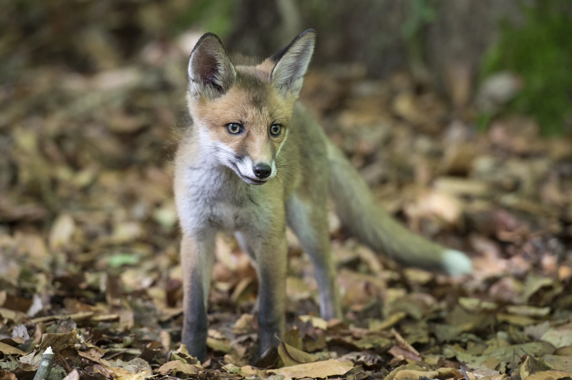 Unsere Wildnis hero banner image placeholder