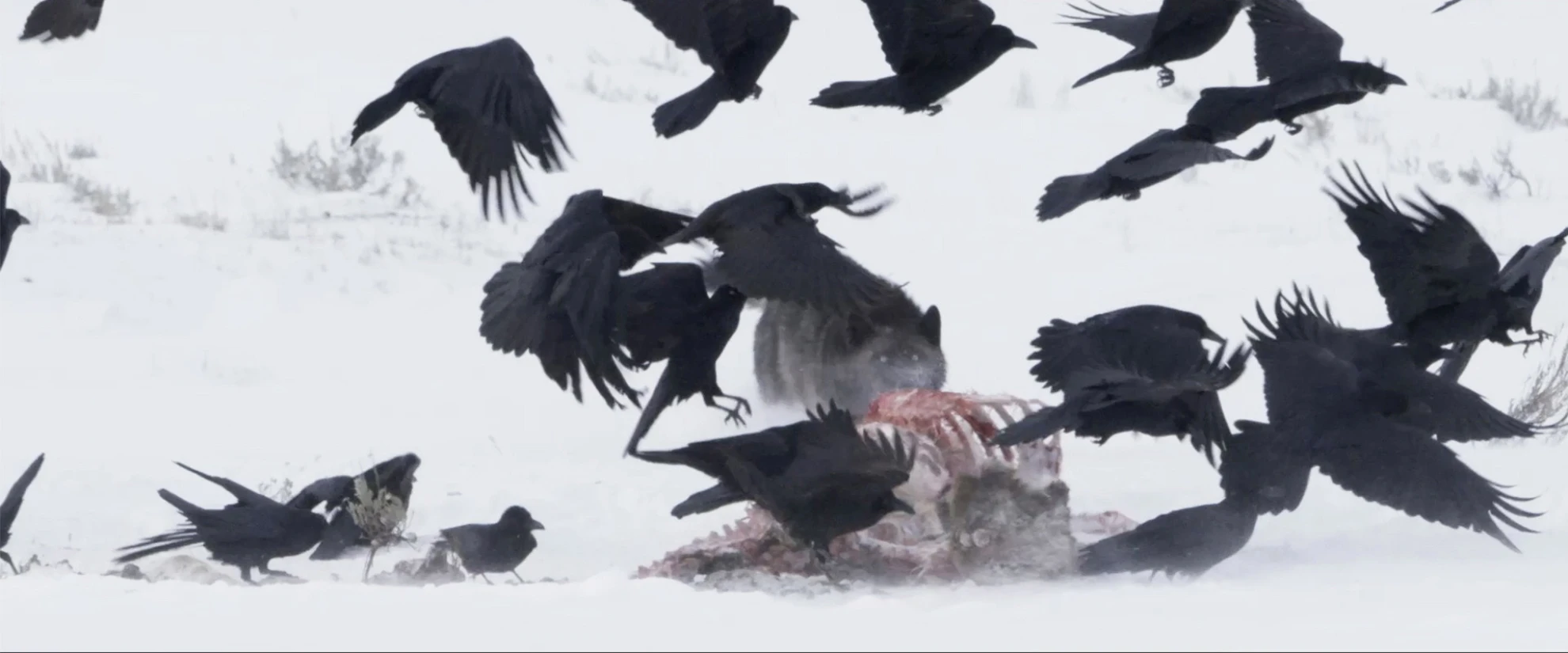 Krähen hero banner image placeholder