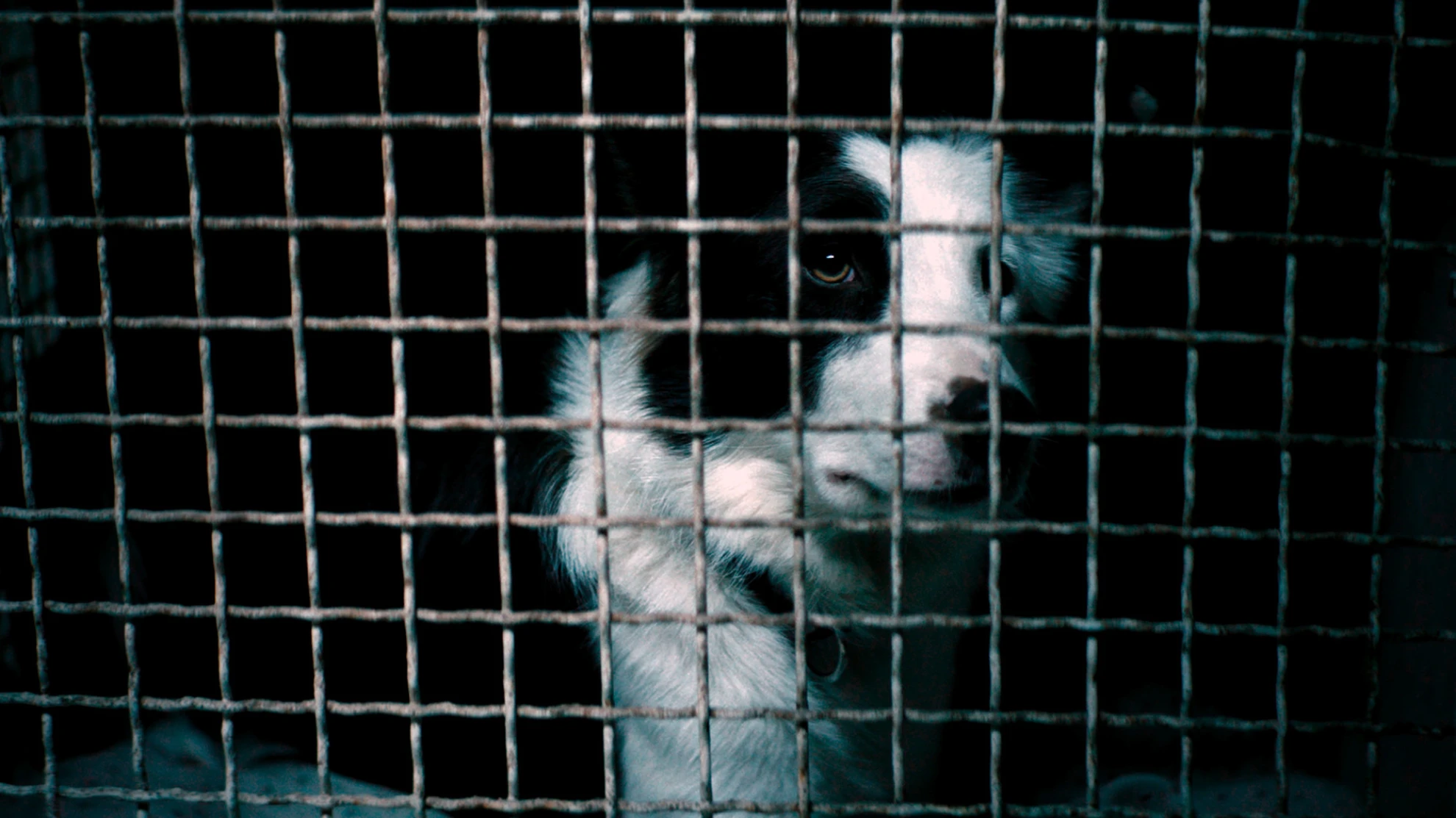 Dogman hero banner image placeholder