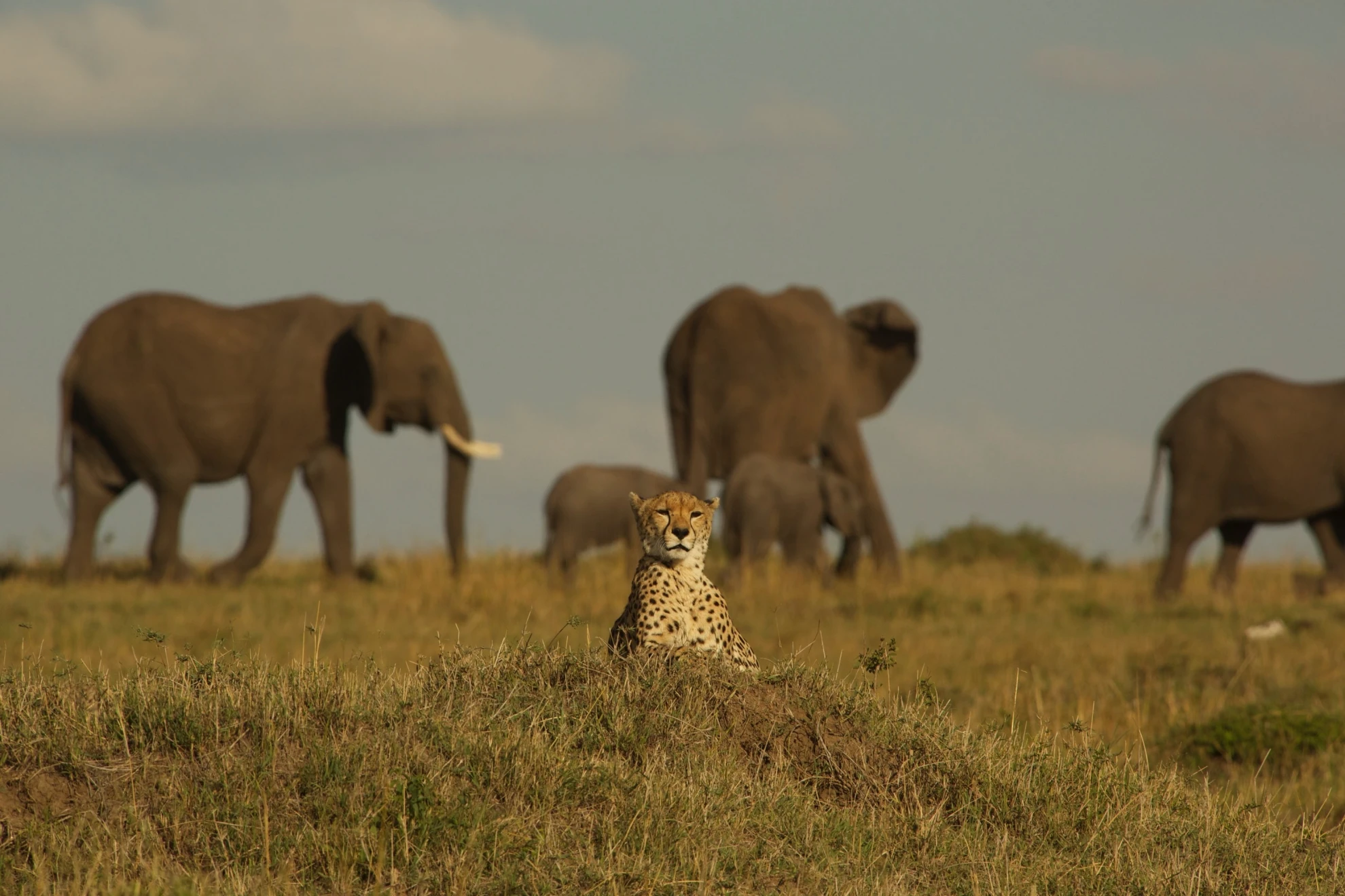 Maleika hero banner image placeholder