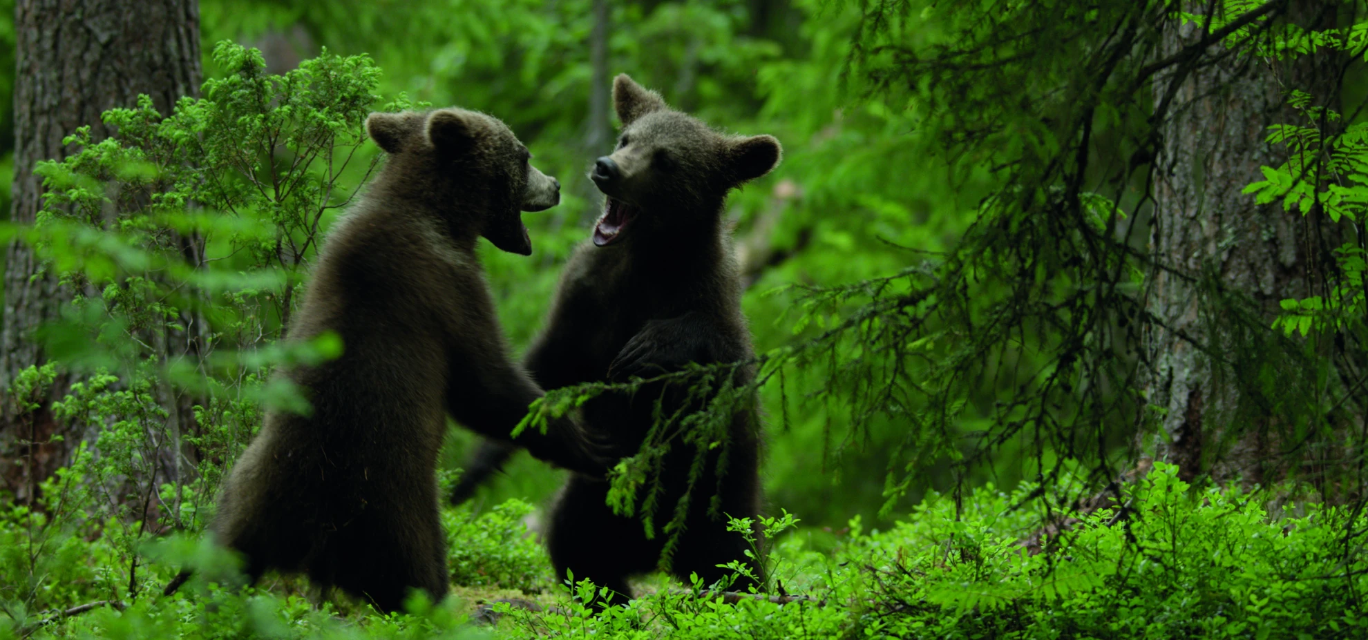 Ailos Reise hero banner image placeholder