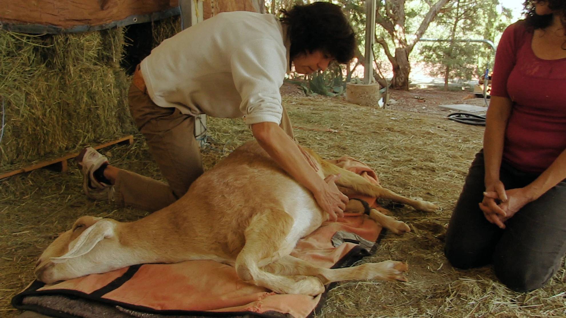 Being with Animals hero banner image placeholder