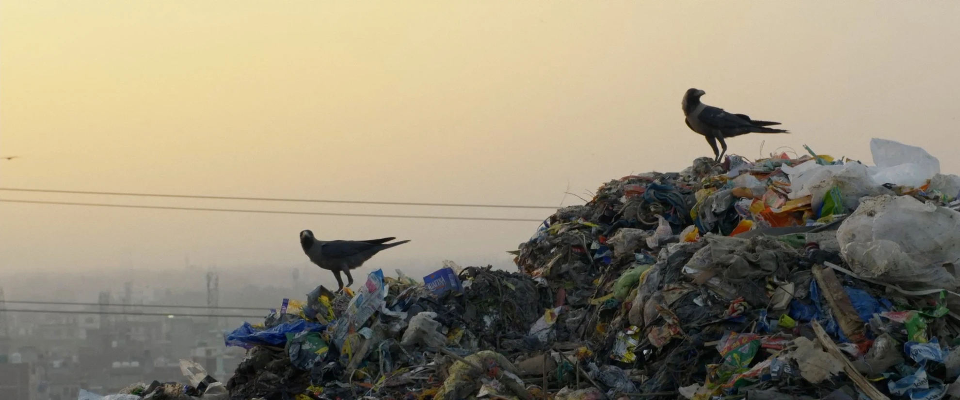 Krähen hero banner image placeholder