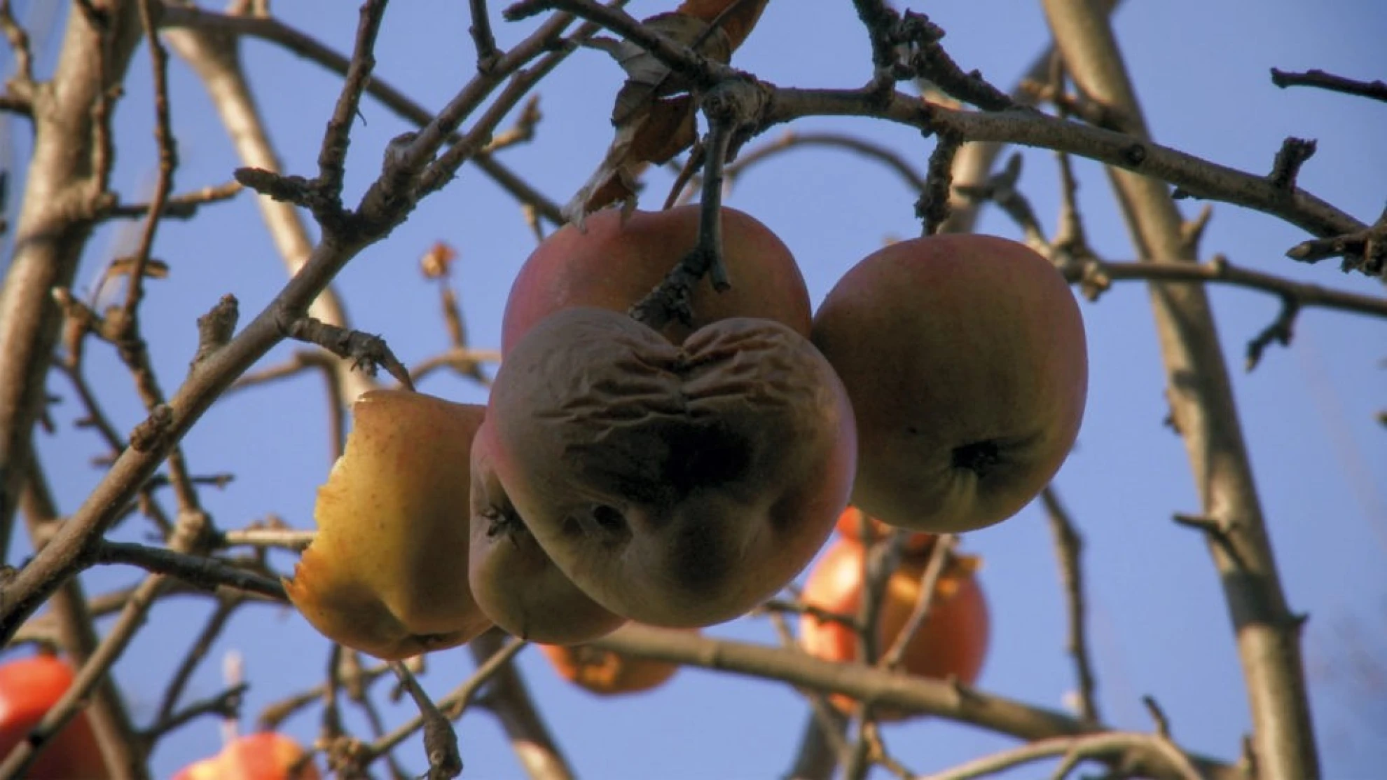 Apfel und Vulkan – Auf der Suche nach dem was bleibt hero banner image placeholder