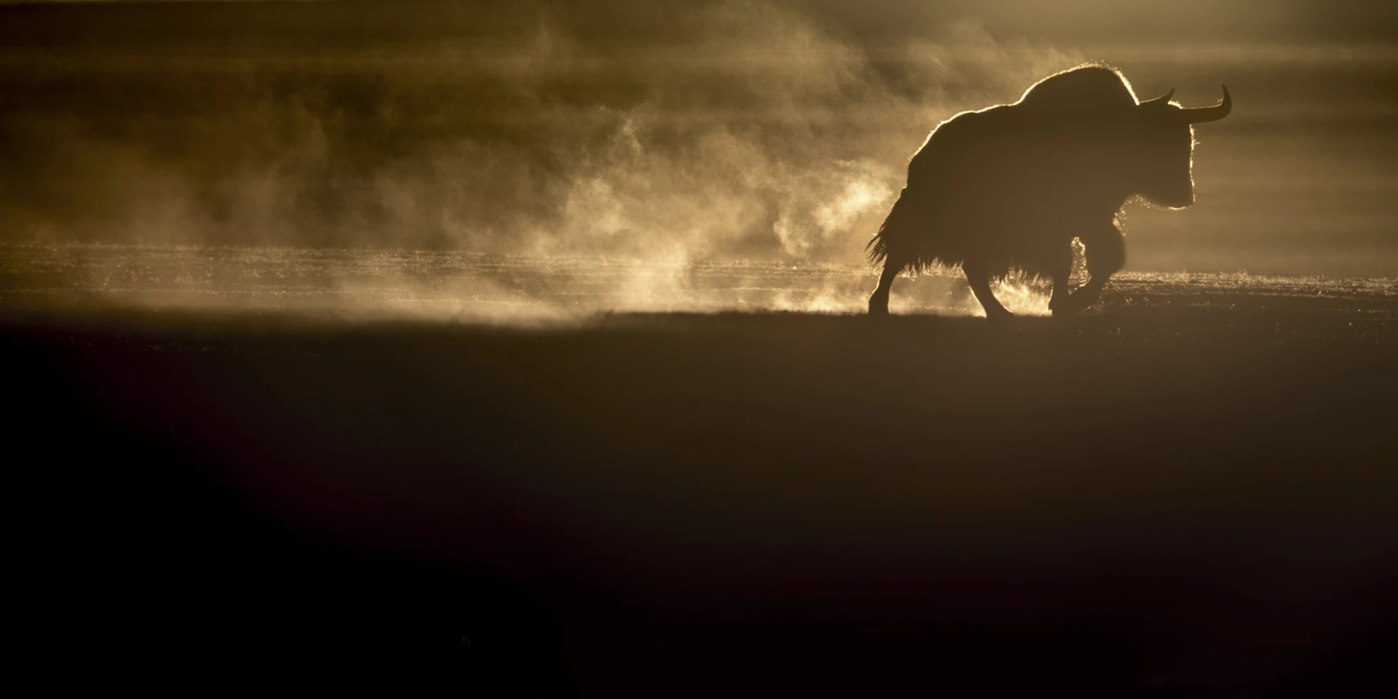 La Panthère des Neiges hero banner image placeholder