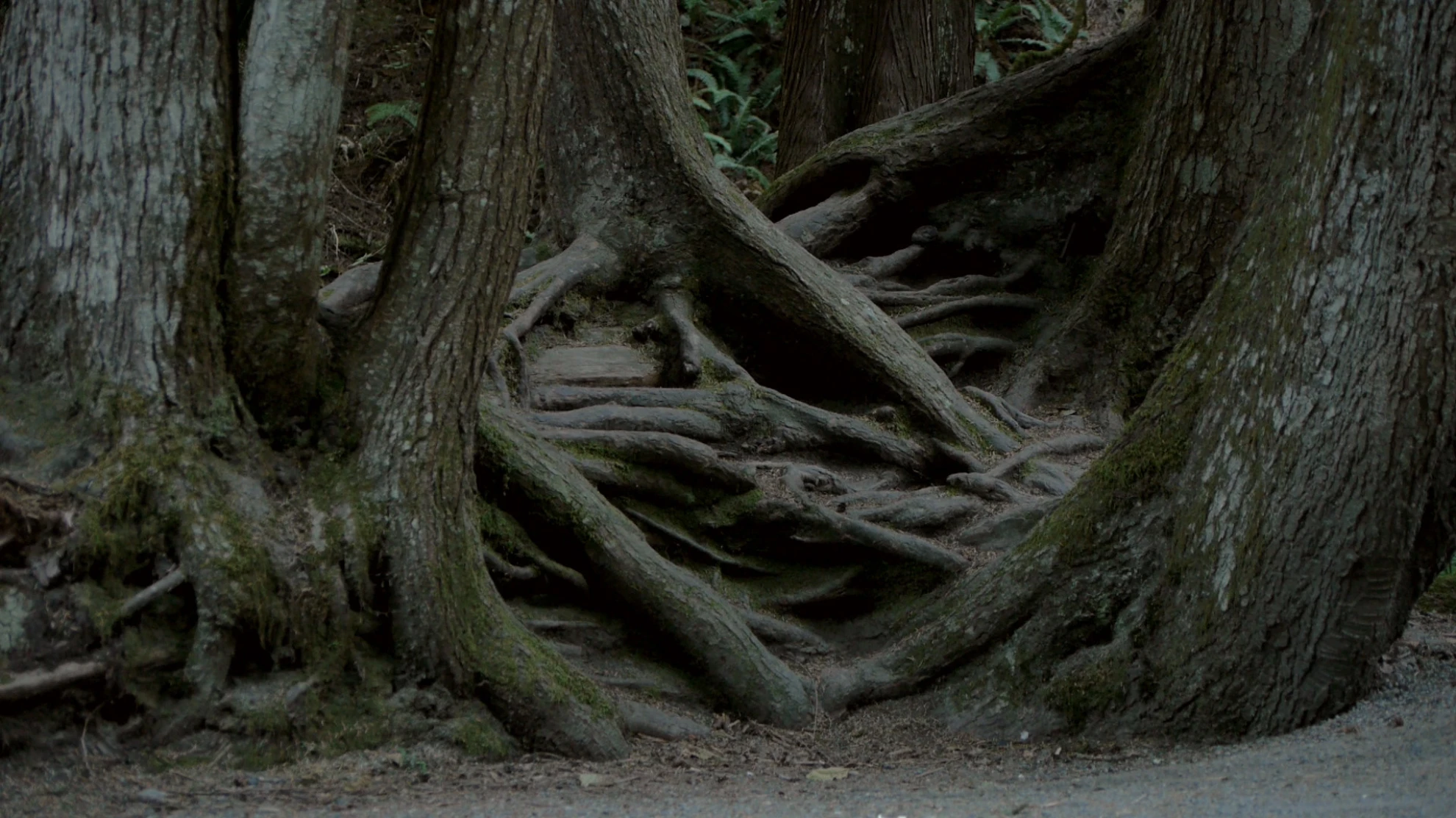 Intelligente Bäume hero banner image placeholder