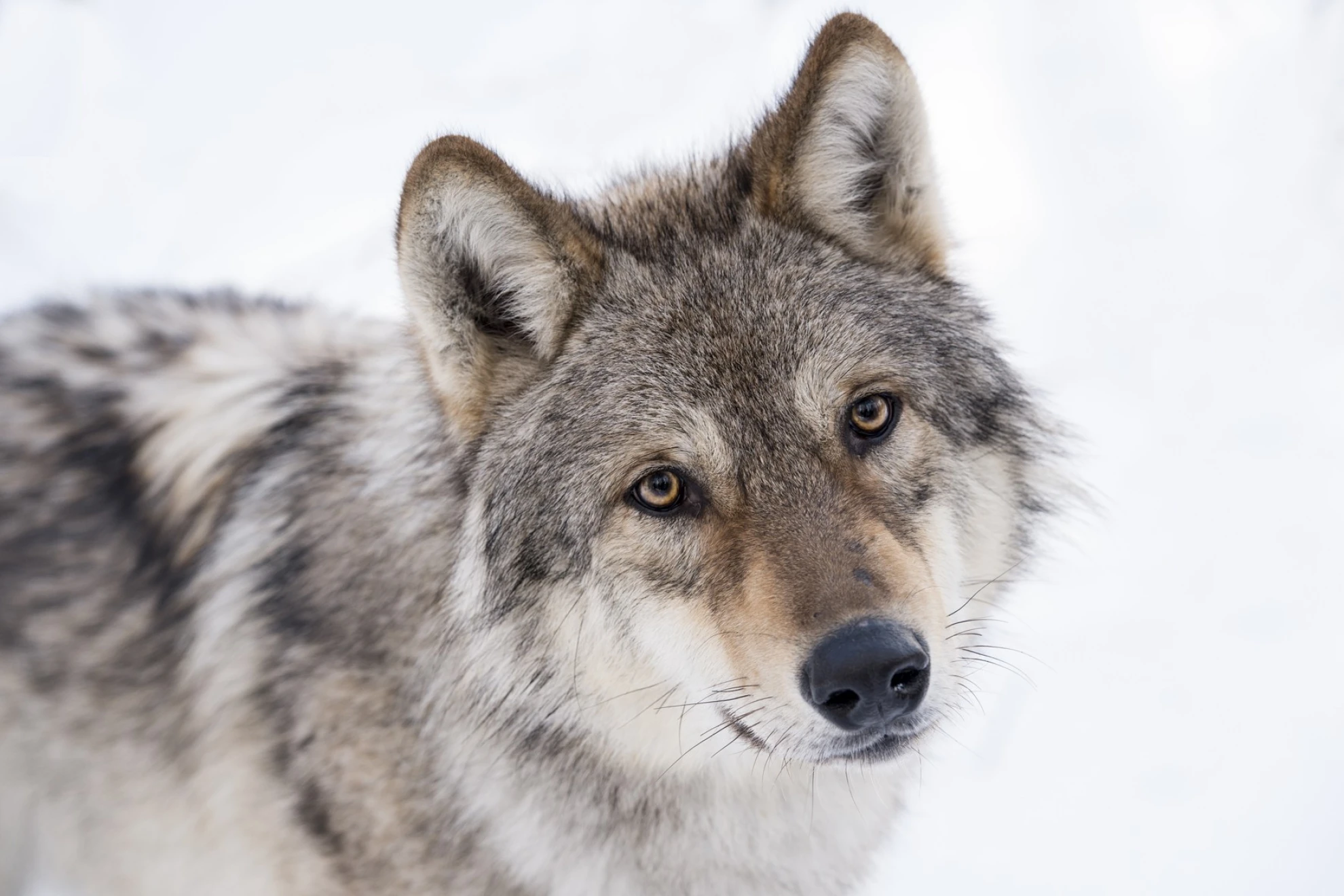 Unsere Wildnis hero banner image