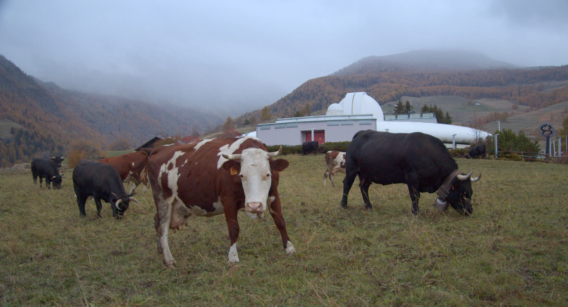 Segnali di Vita hero banner image placeholder