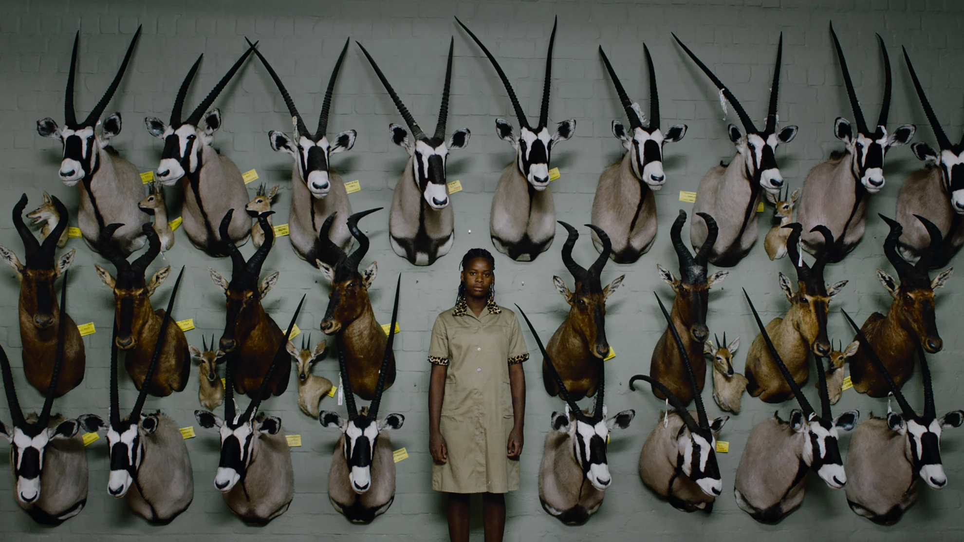 Safari hero banner image placeholder