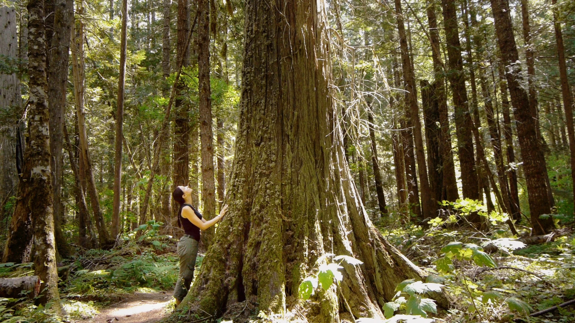 Intelligente Bäume hero banner image placeholder