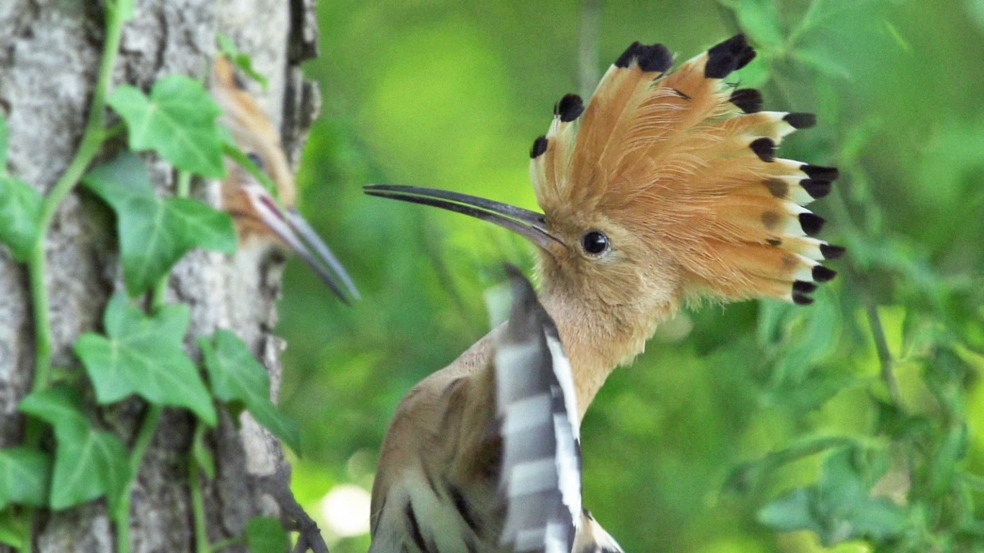 Welcome to Zwitscherland hero banner image placeholder