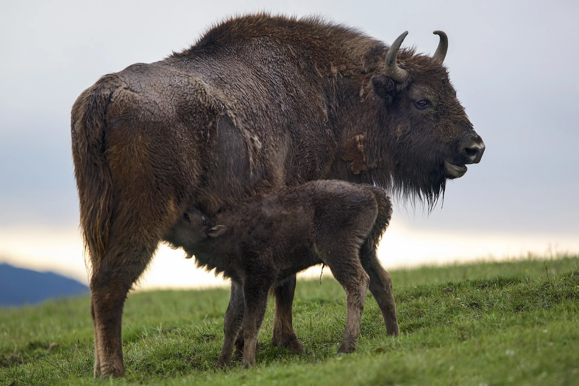 Unsere Wildnis hero banner image placeholder