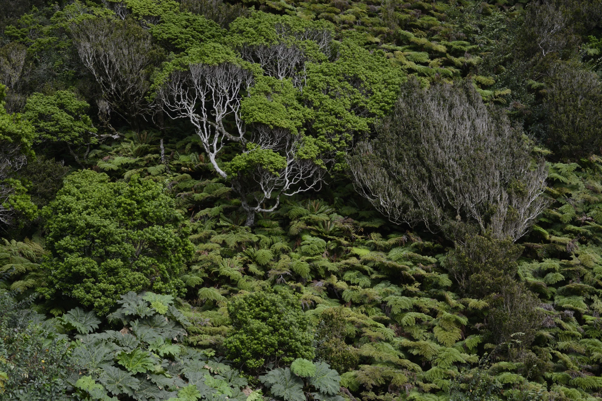 Insulaire hero banner image placeholder