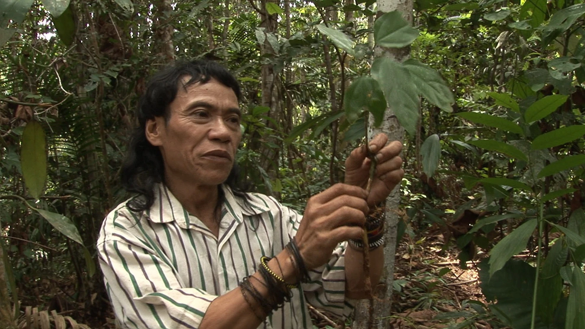 Bruno Manser - Laki Penan hero banner image placeholder