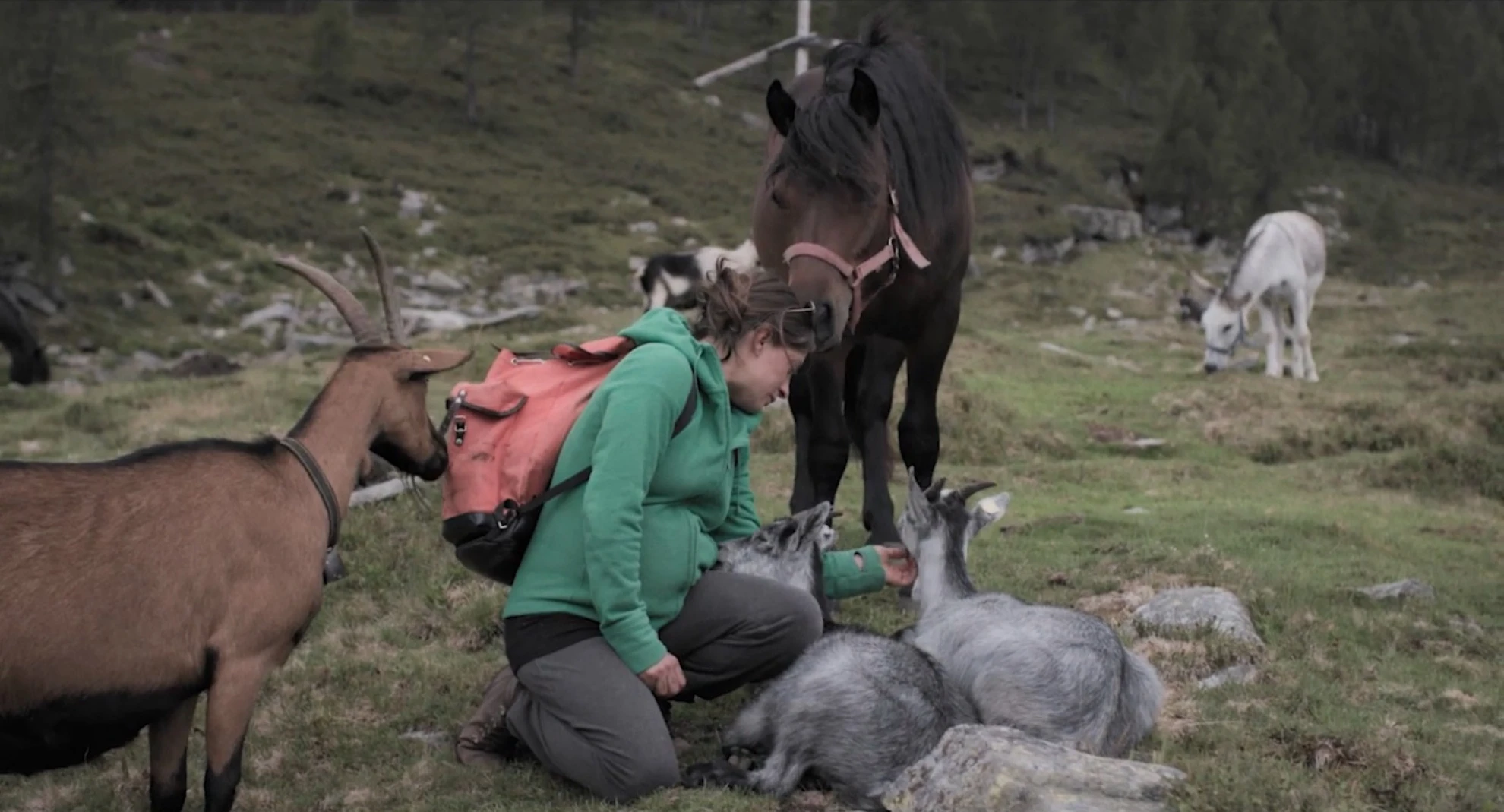 Kühe auf dem Dach hero banner image placeholder