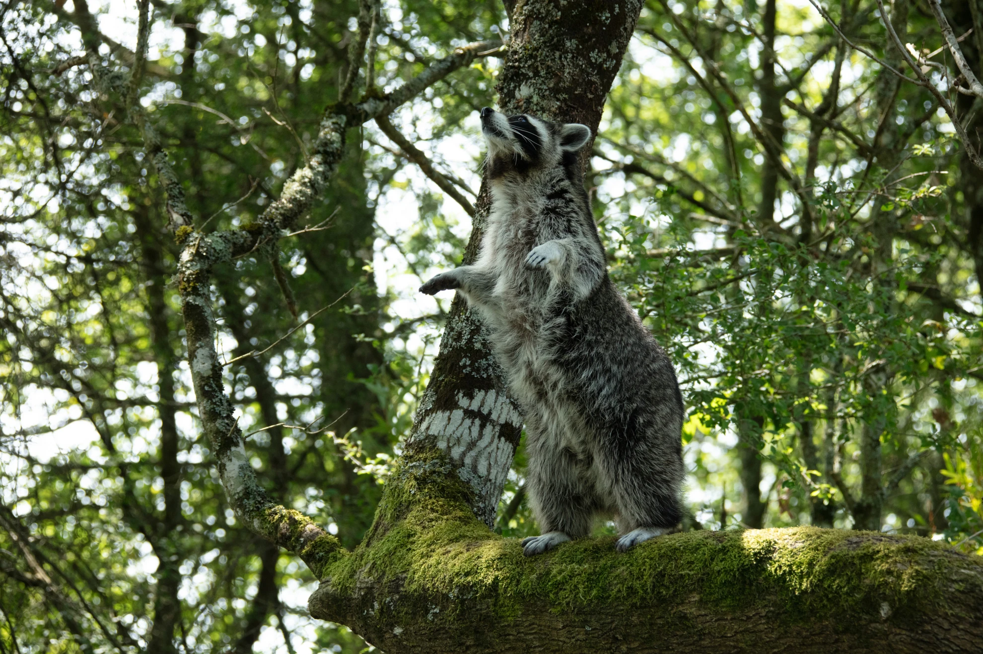 Bambi. Eine Lebensgeschichte aus dem Wald hero banner image placeholder