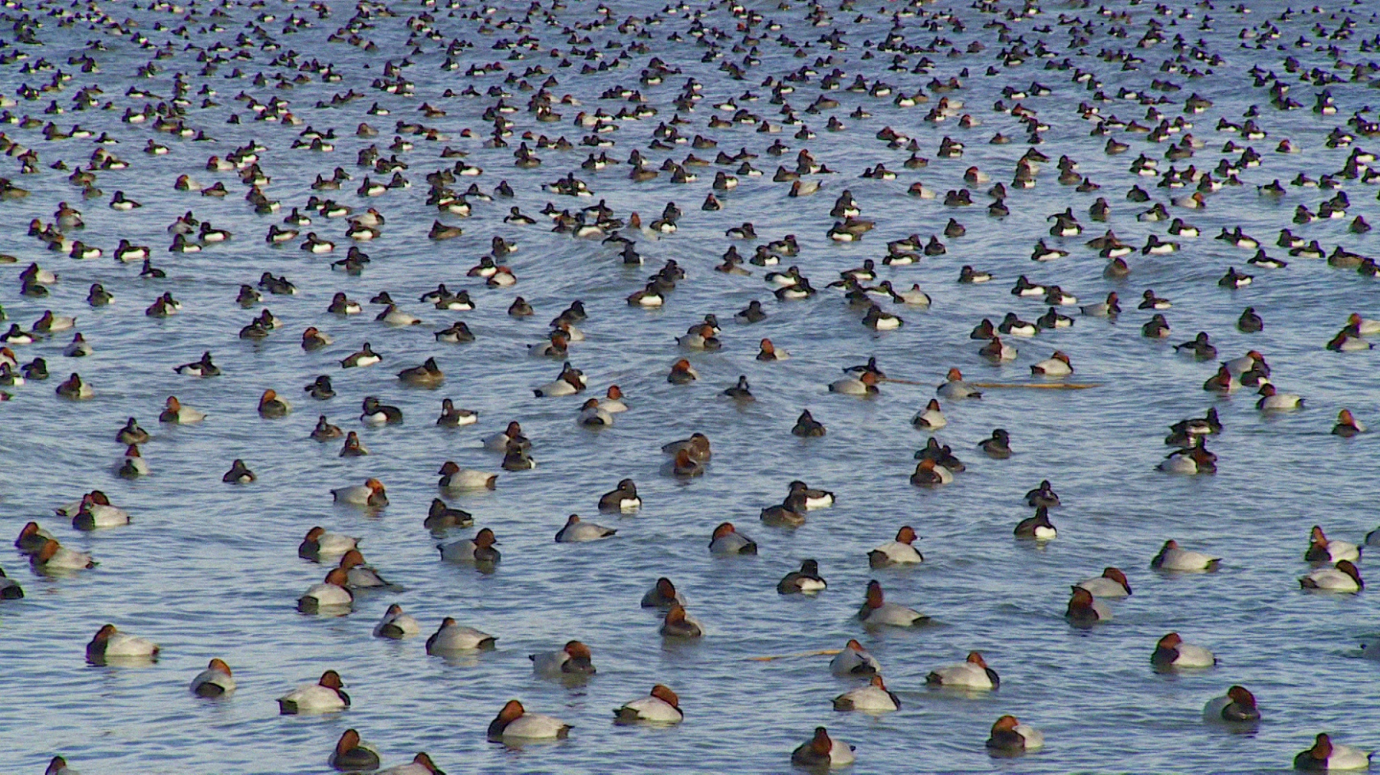 Welcome to Zwitscherland hero banner image placeholder