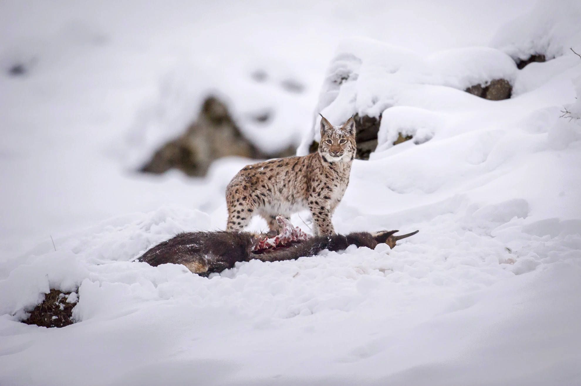 Luchs hero banner image placeholder