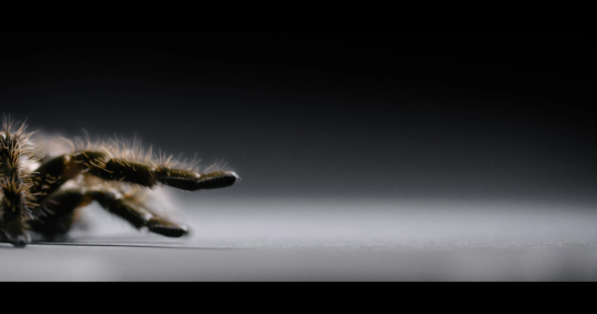 The Scent of Fear hero banner image placeholder