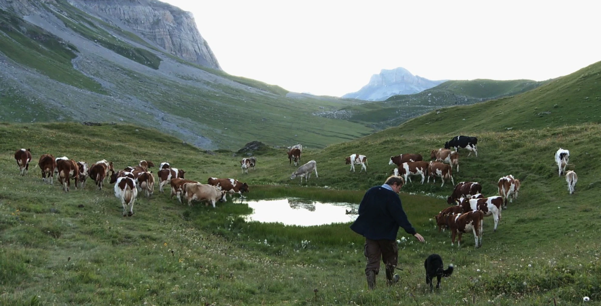 Coeur animal hero banner image placeholder