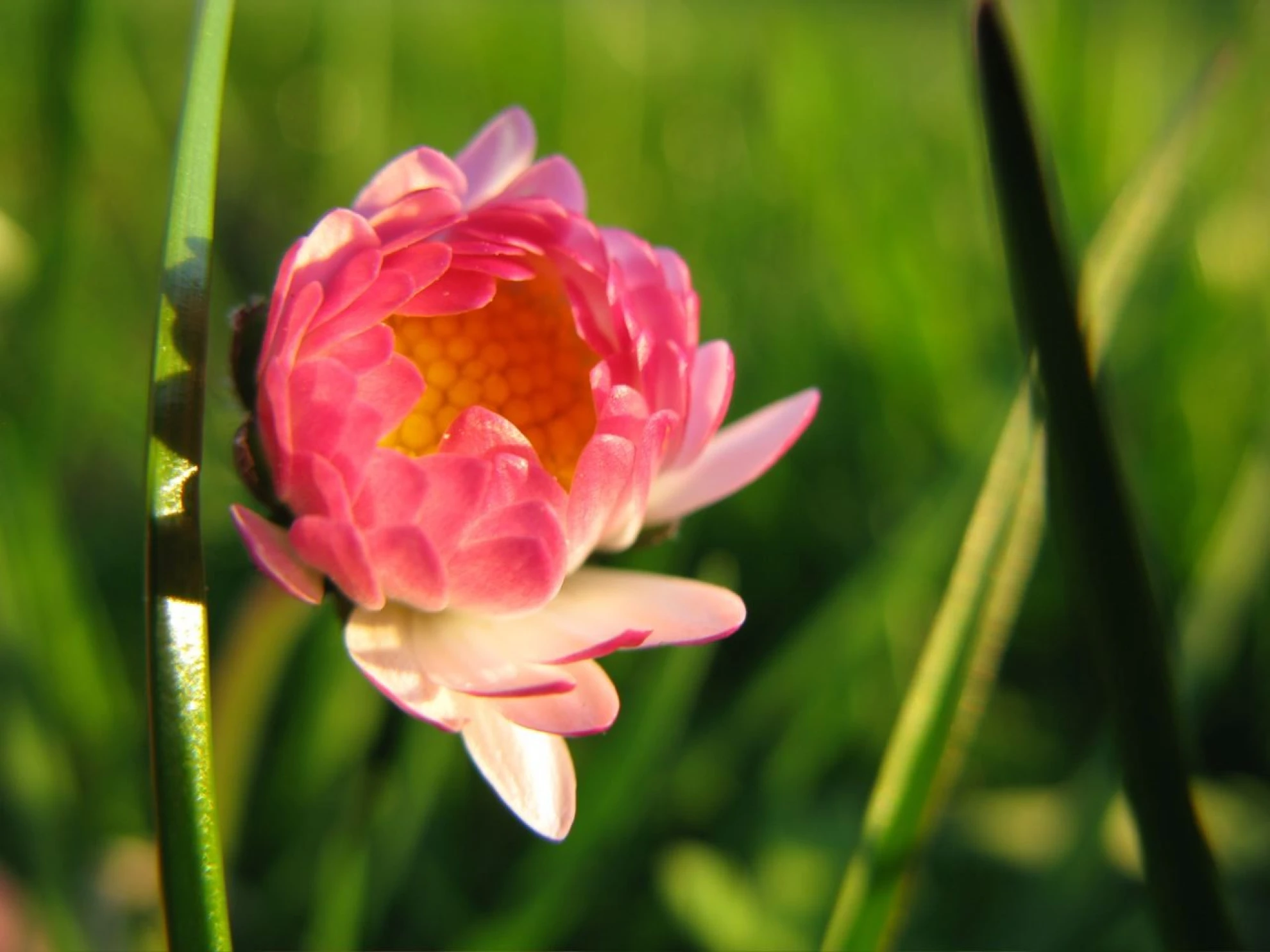 Schönheiten des Alpsteins hero banner image placeholder