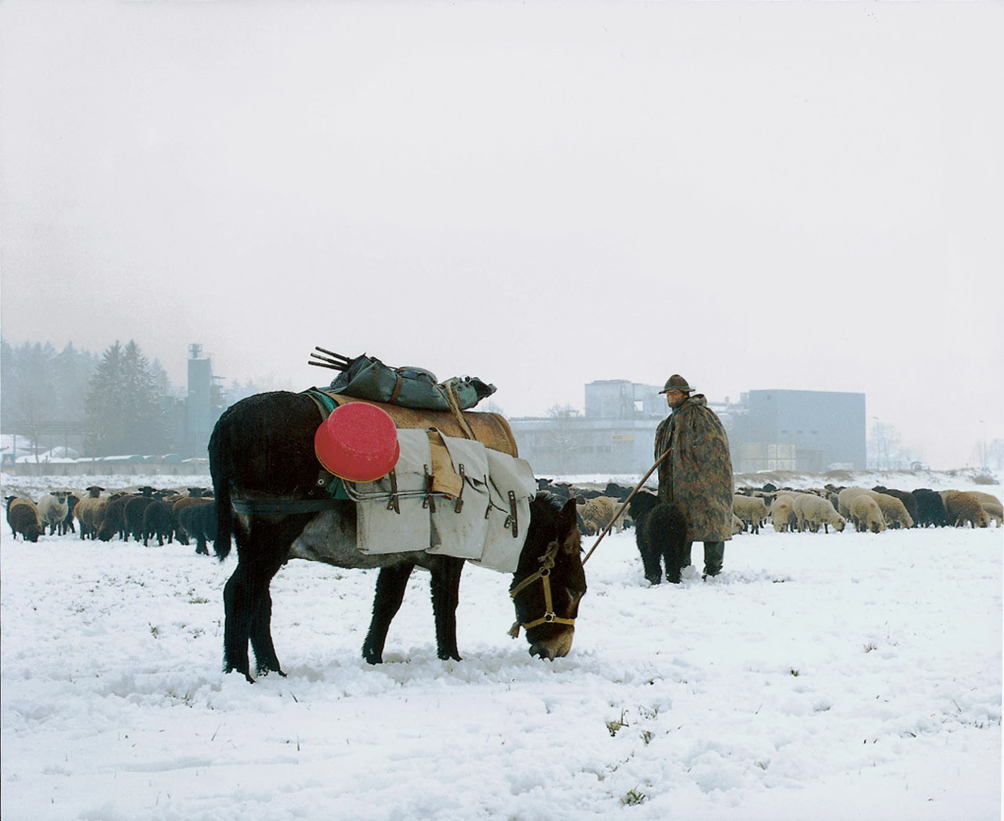 Hirtenreise ins dritte Jahrtausend hero banner image placeholder