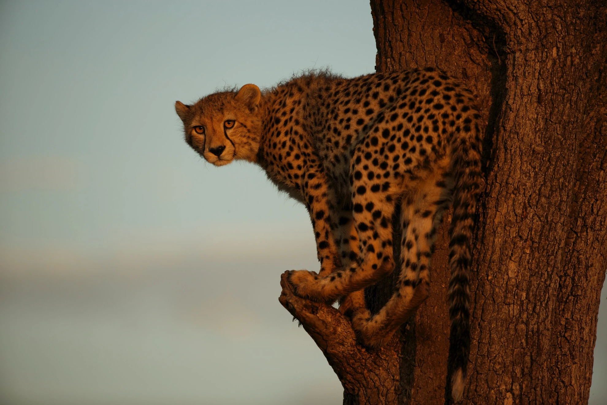 Maleika hero banner image placeholder