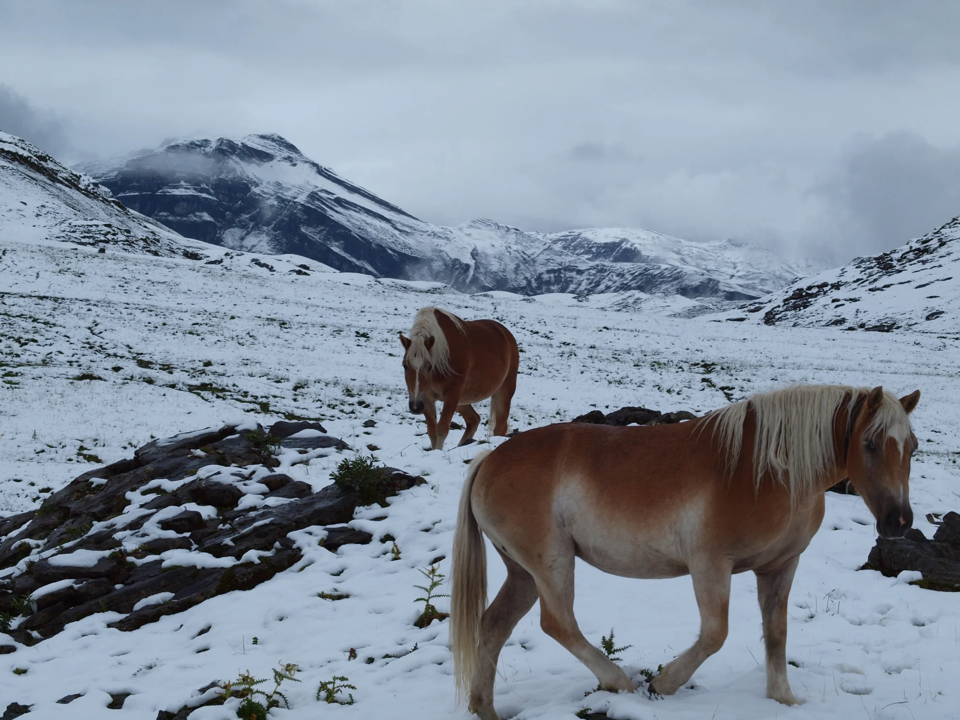 Alpsummer hero banner image placeholder