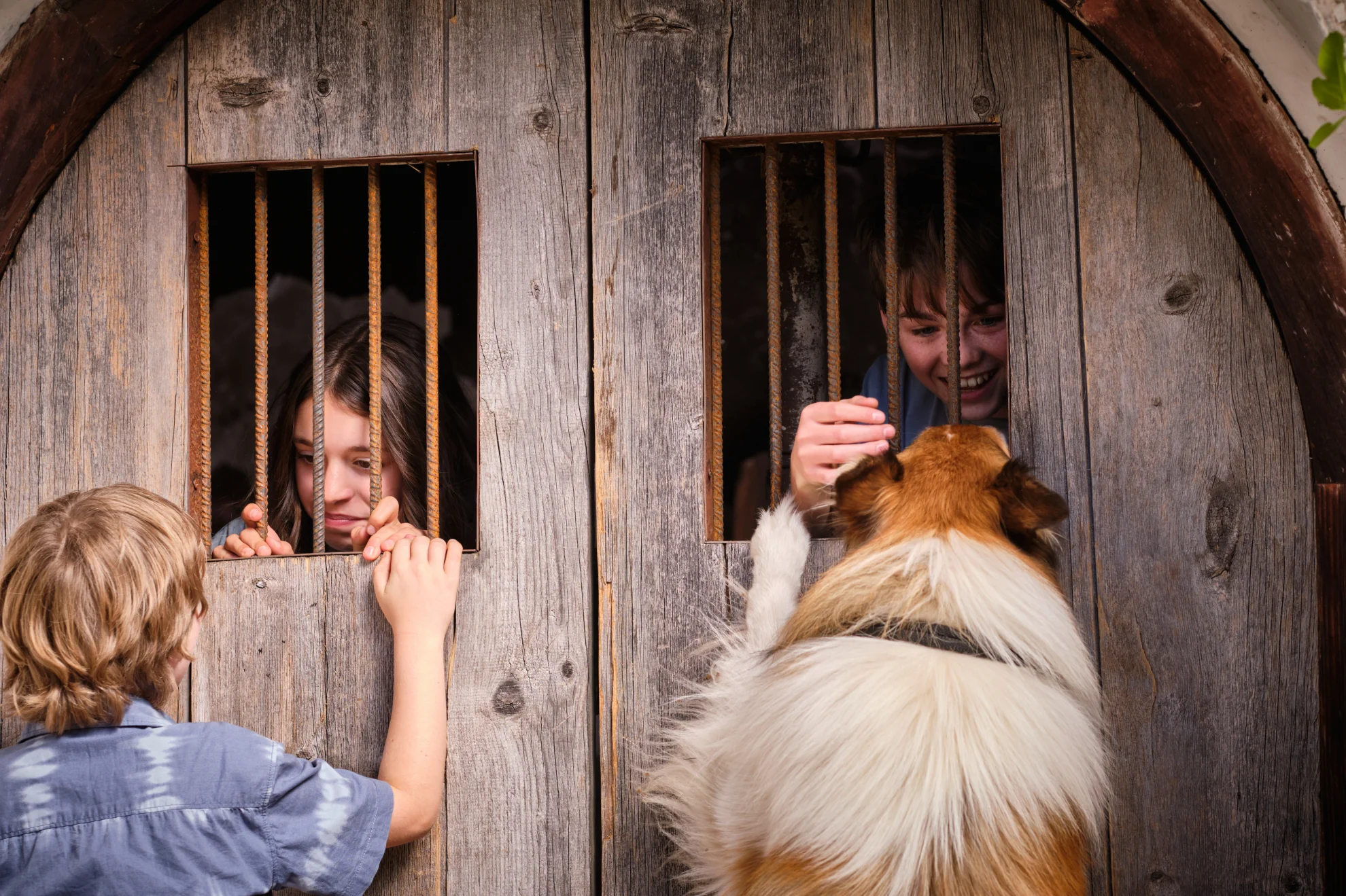 Lassie - Ein neues Abenteuer hero banner image placeholder