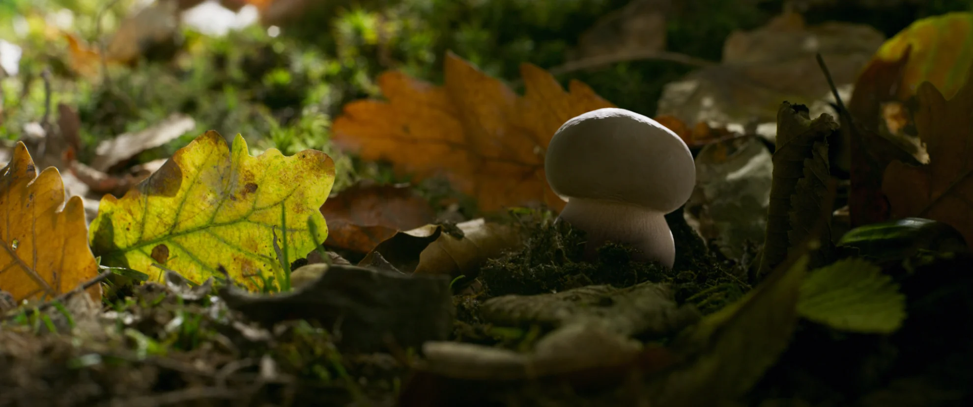 Die Eiche - mein Zuhause hero banner image placeholder