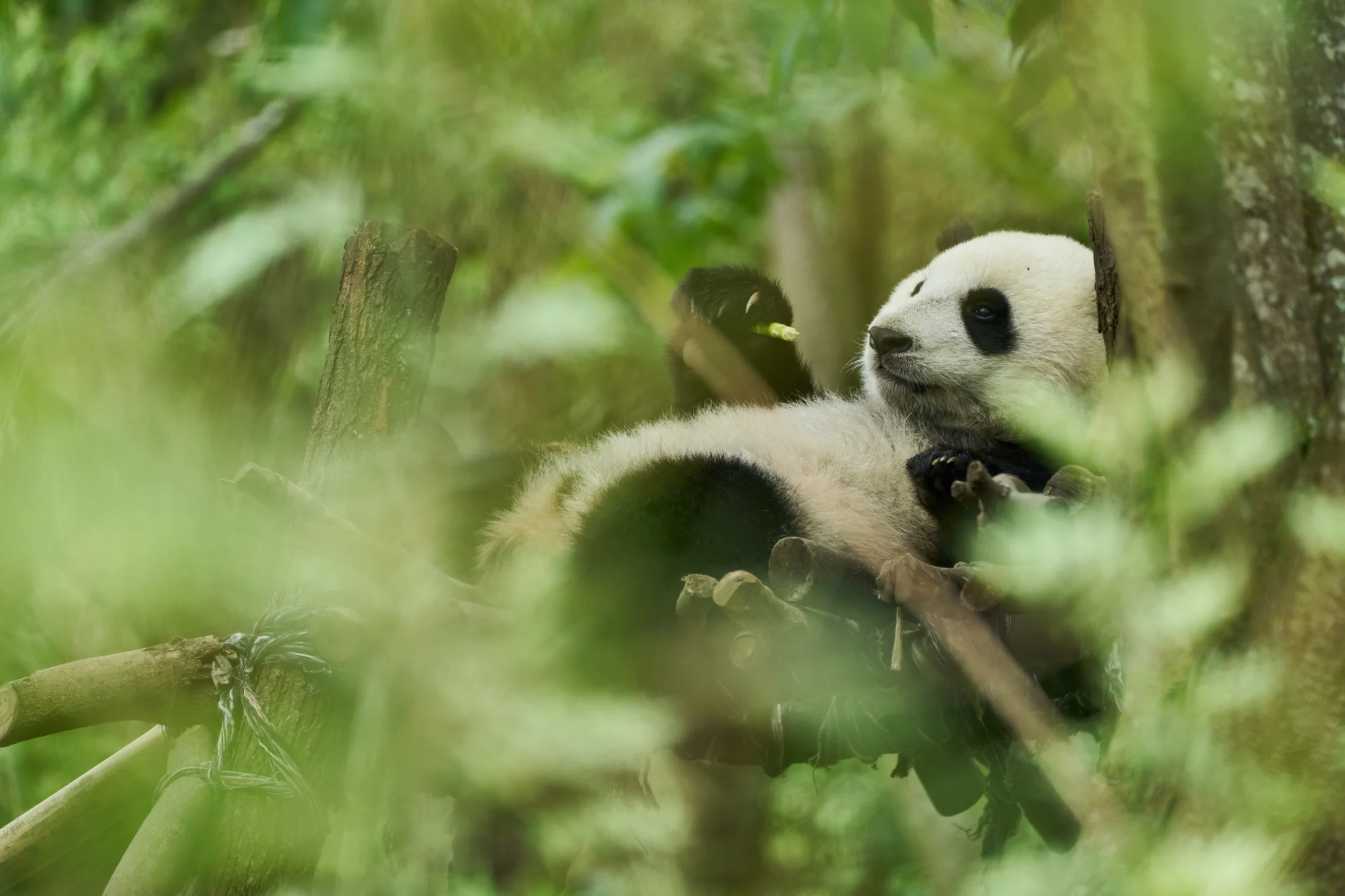 Moon, der Panda hero banner image placeholder