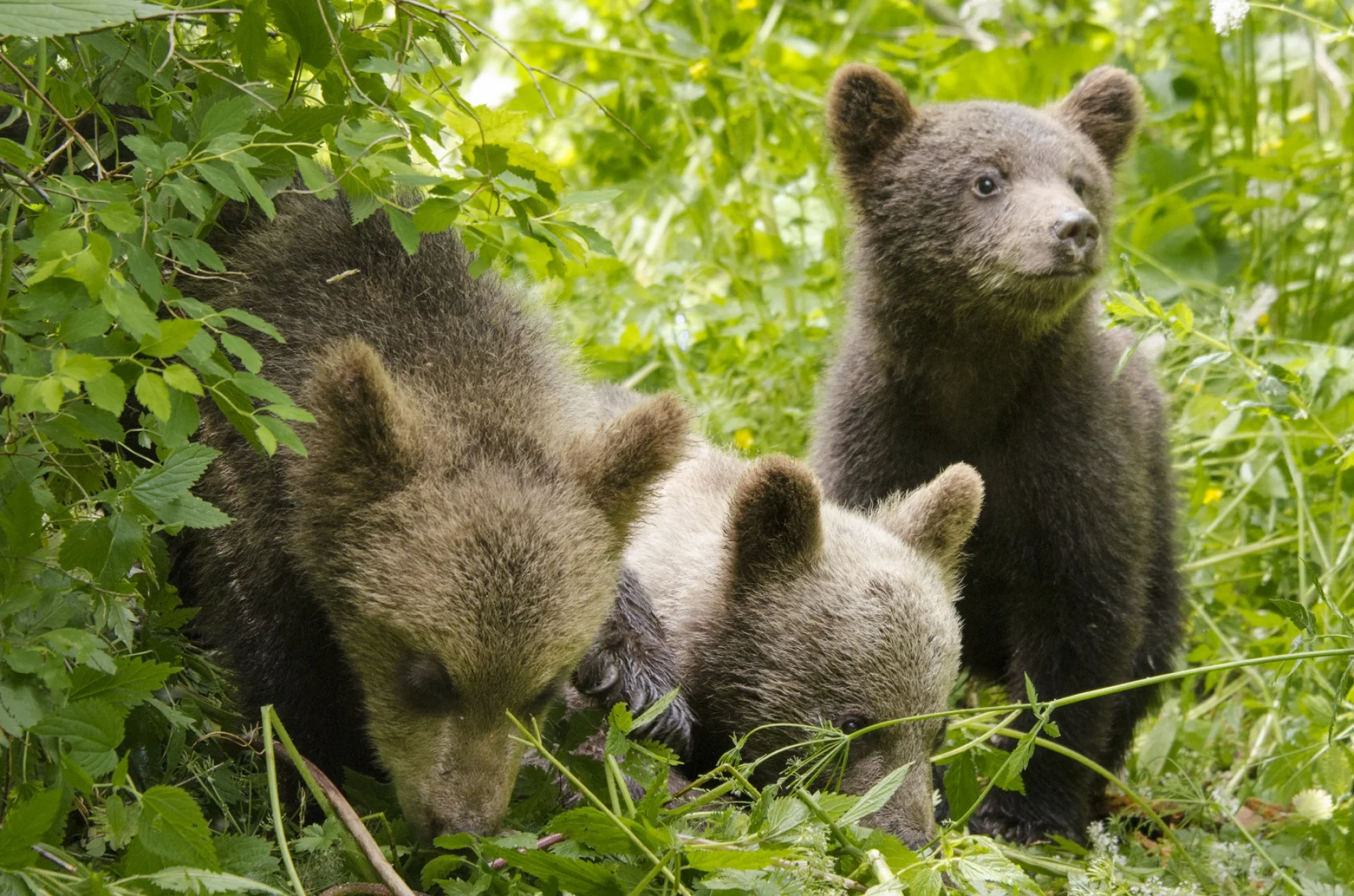 Unsere Wildnis hero banner image placeholder