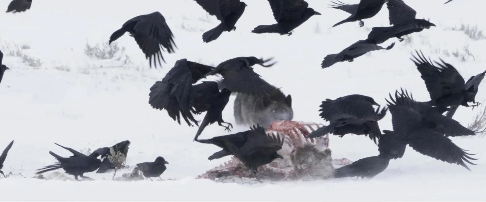 Krähen hero banner image placeholder