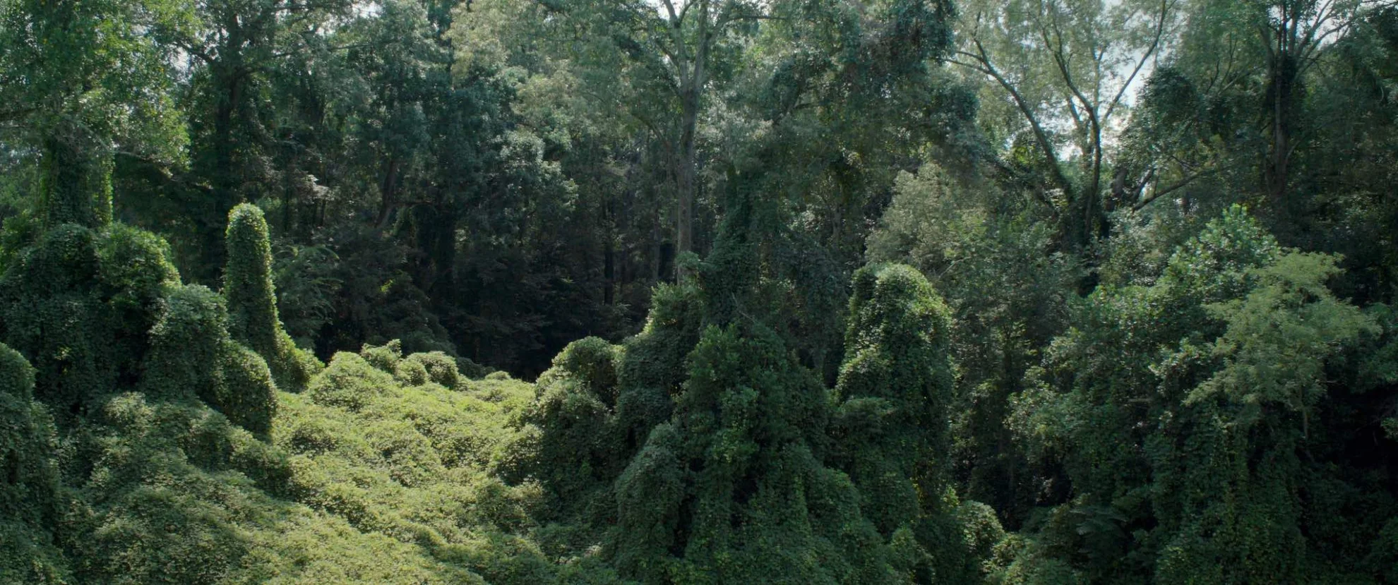 Birds of America hero banner image placeholder