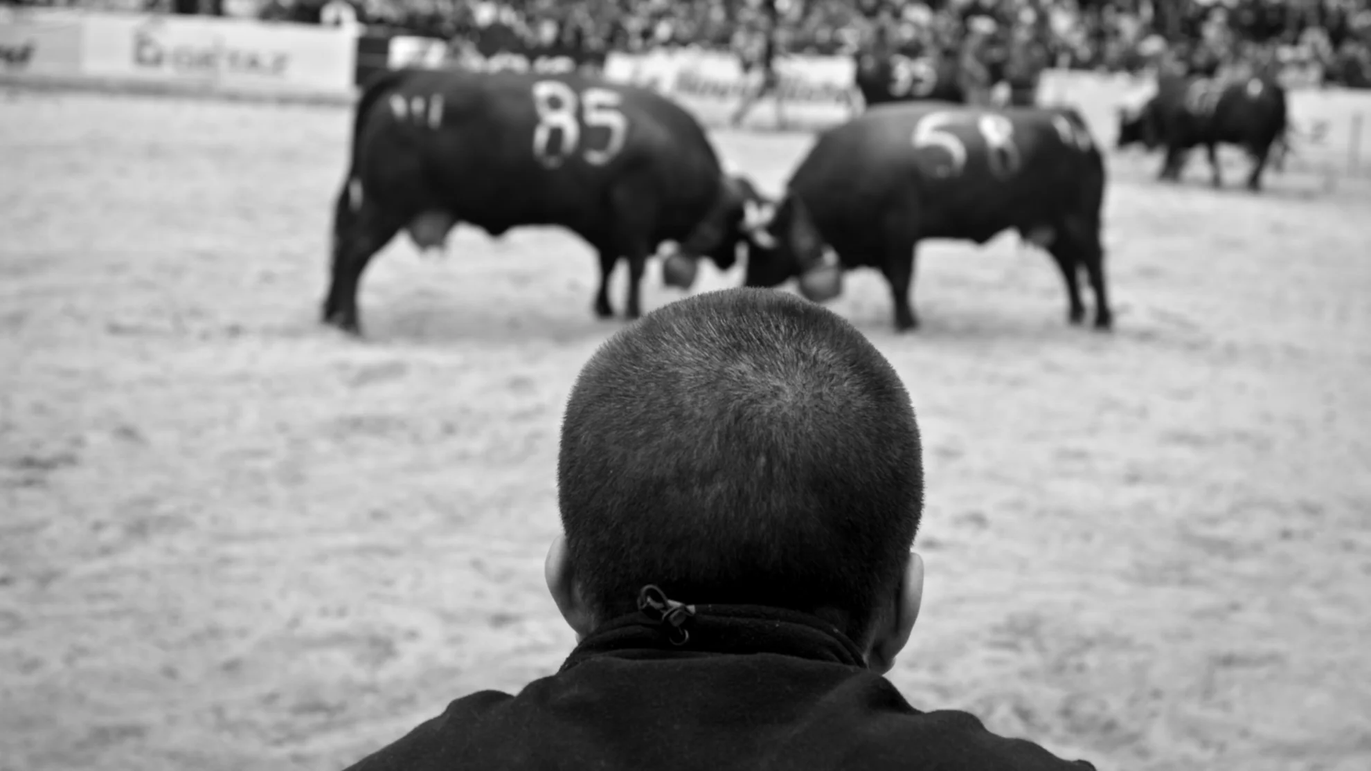 Kampf der Königinnen hero banner image