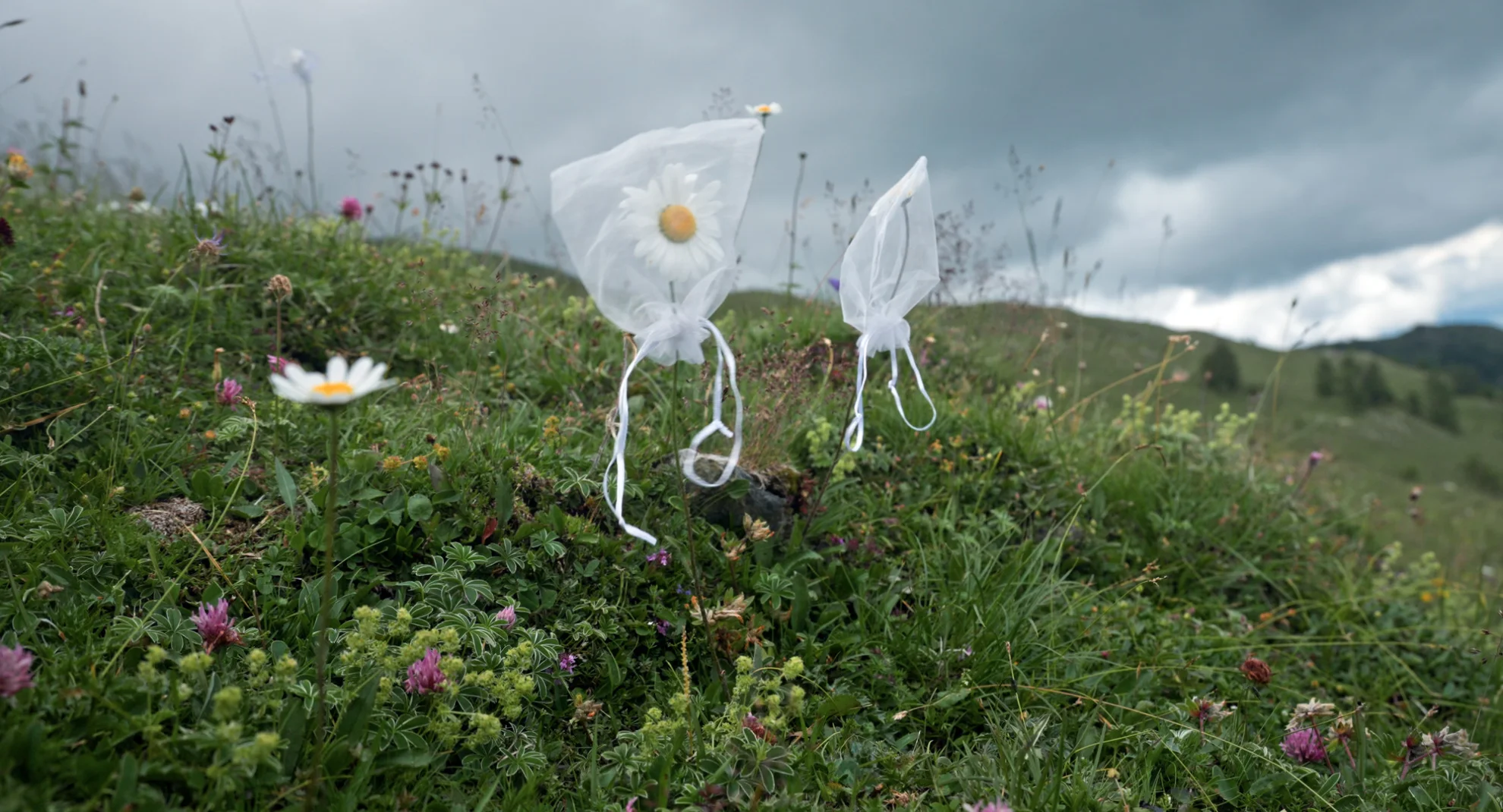 Unter Pflanzen - Ein Perspektivenwechsel hero banner image placeholder