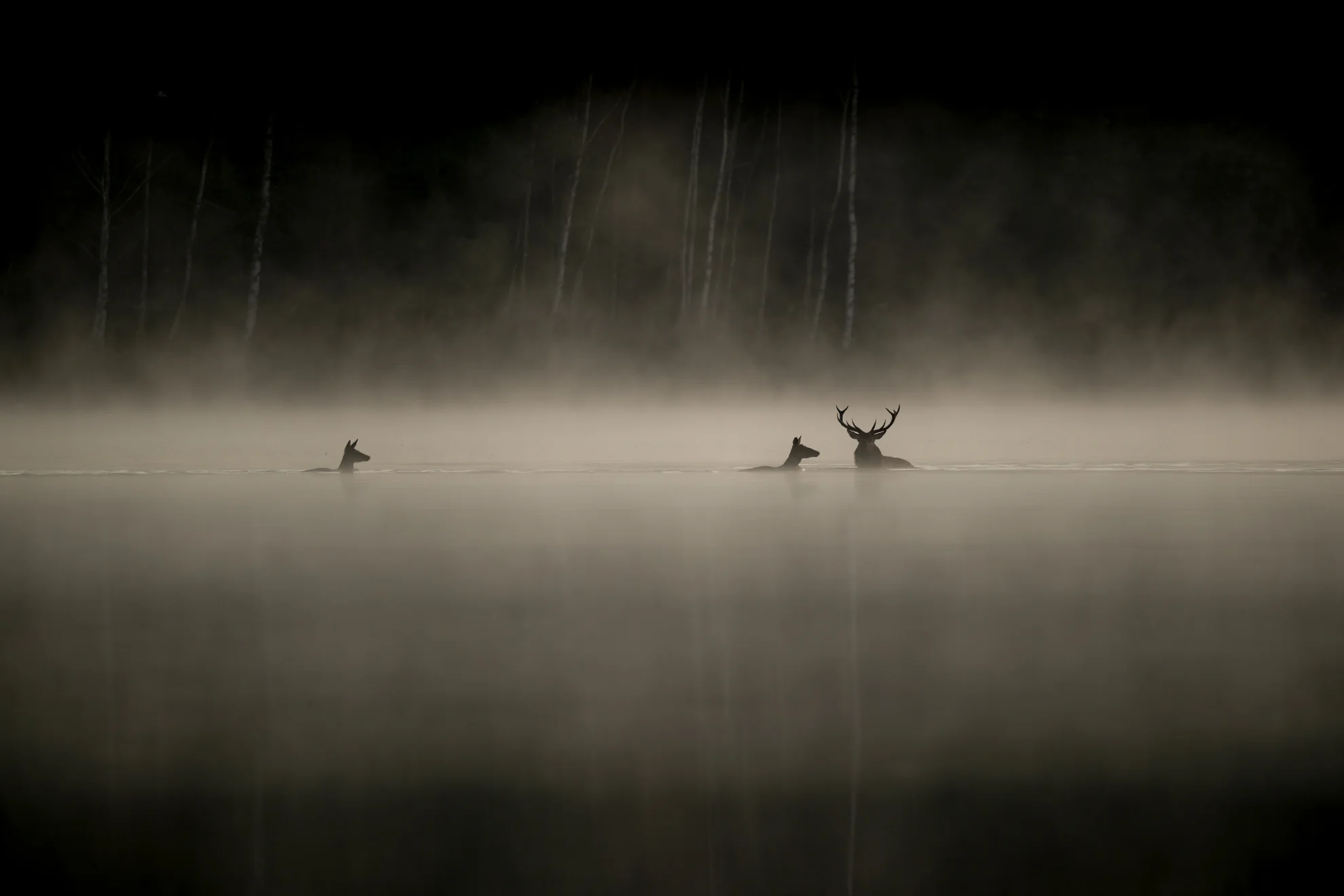 Le Chant des forêts hero banner image placeholder