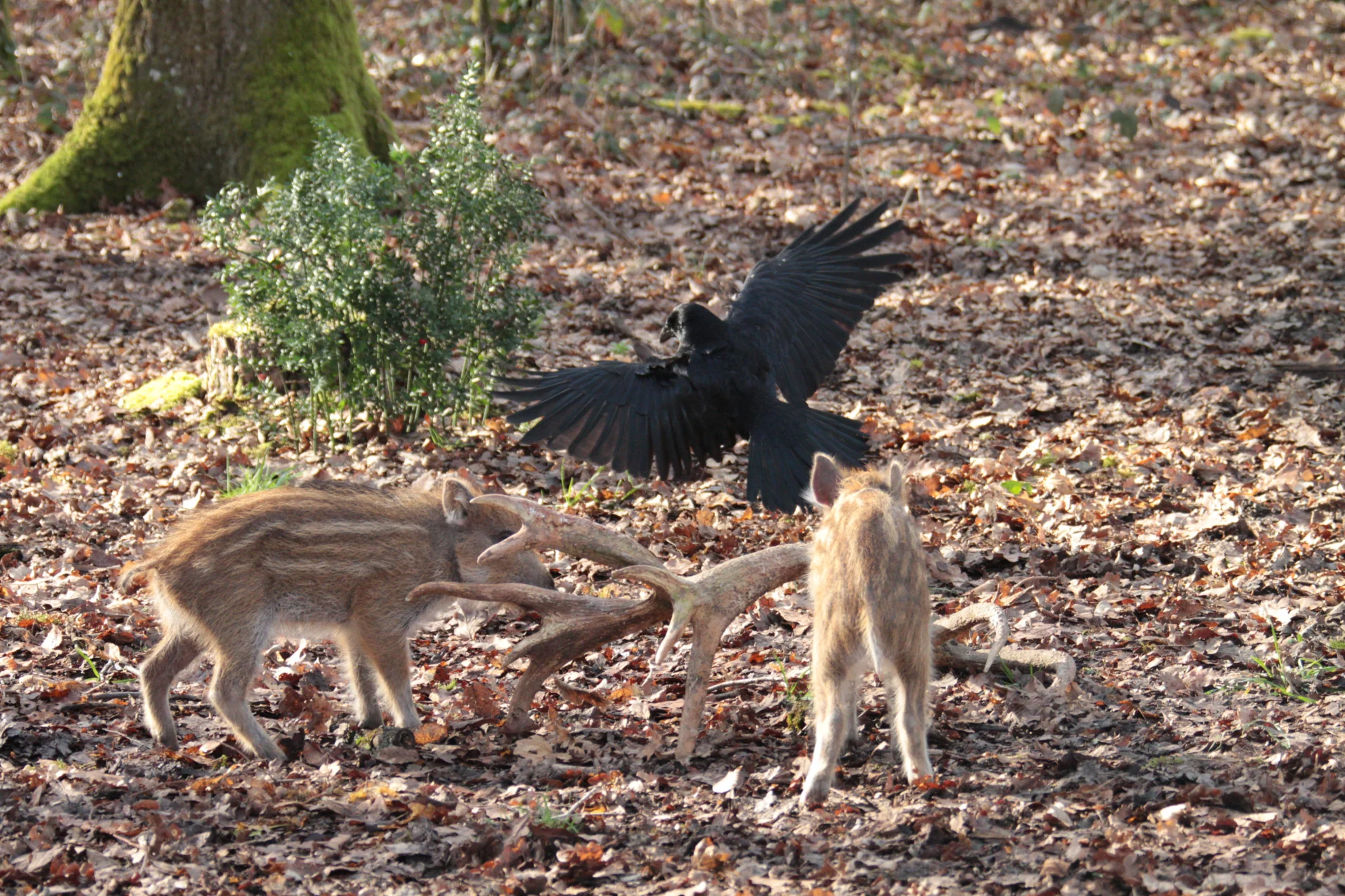 Bambi. Eine Lebensgeschichte aus dem Wald hero banner image placeholder