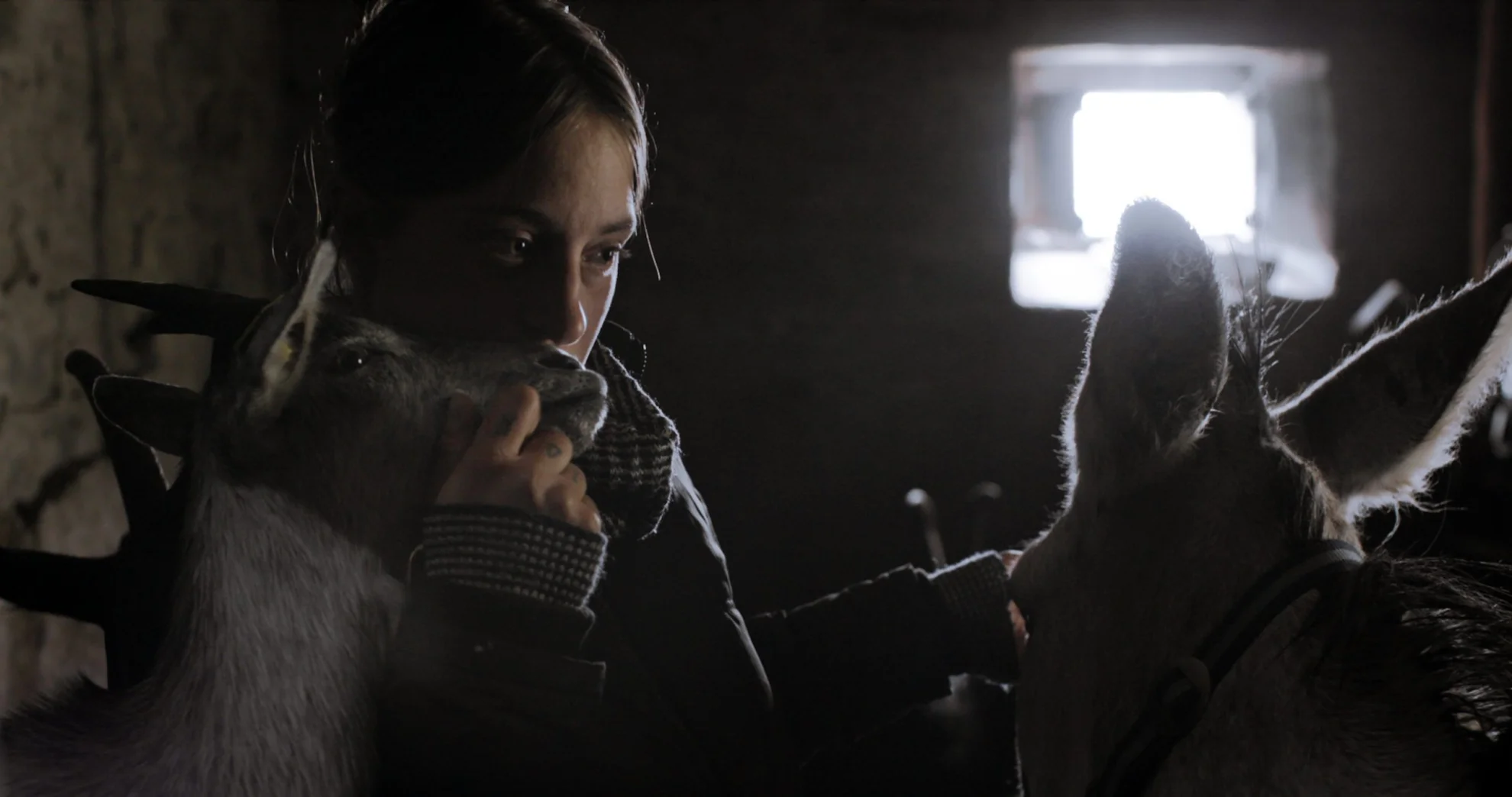 Kühe auf dem Dach hero banner image placeholder