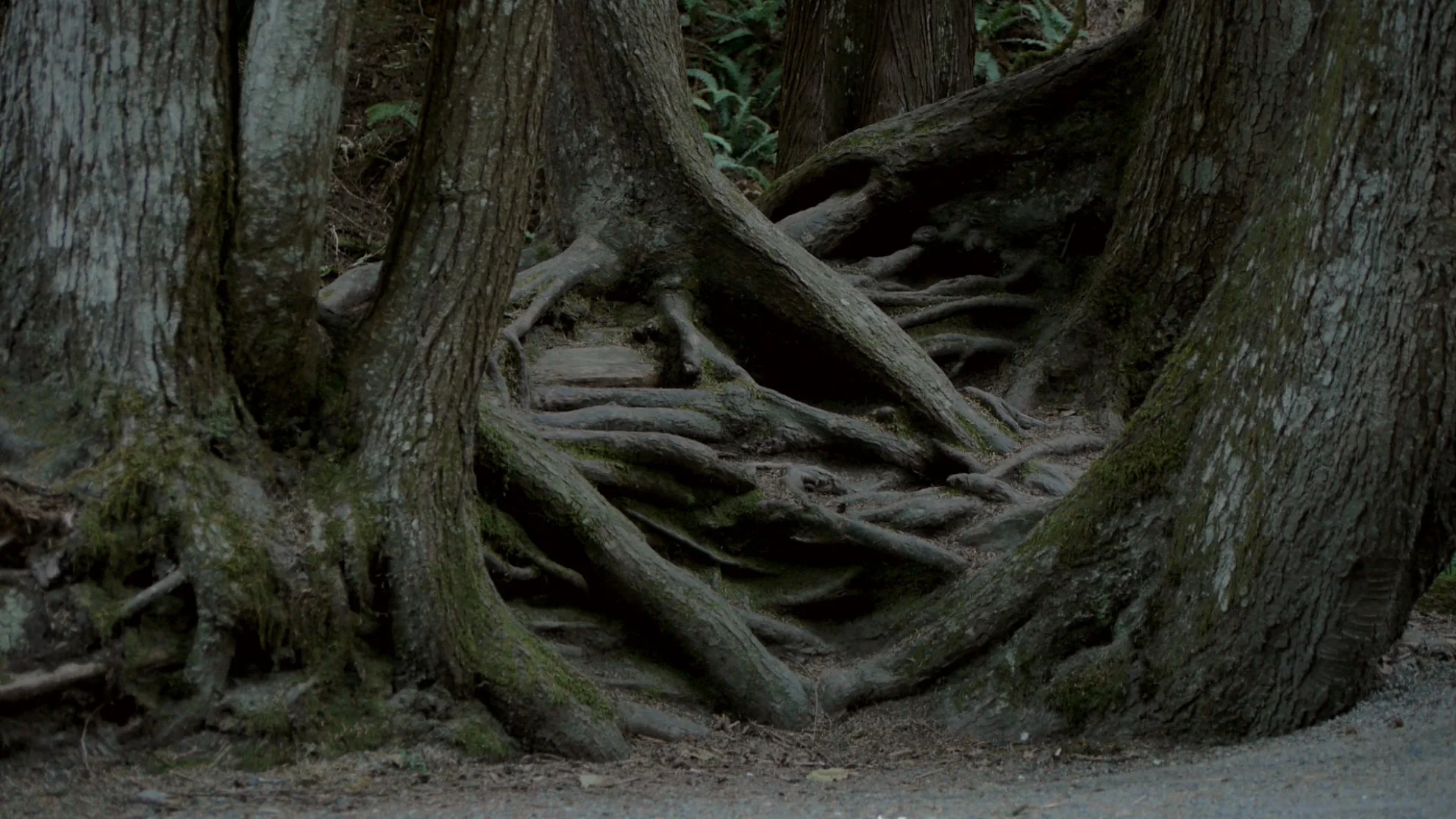 Intelligente Bäume hero banner image placeholder